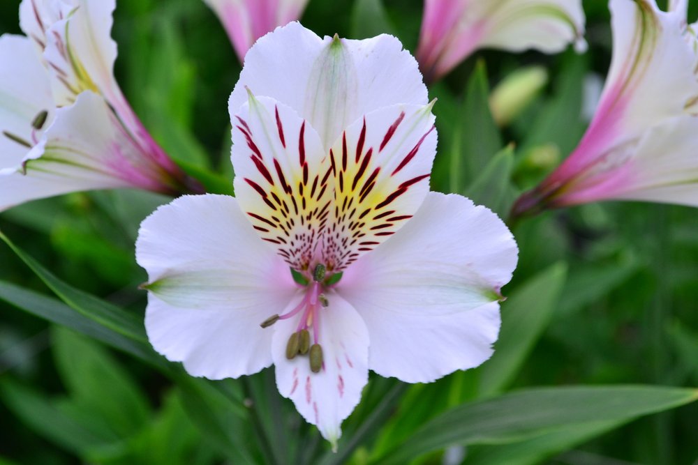 Alstroemeria — Perfection® Flowers