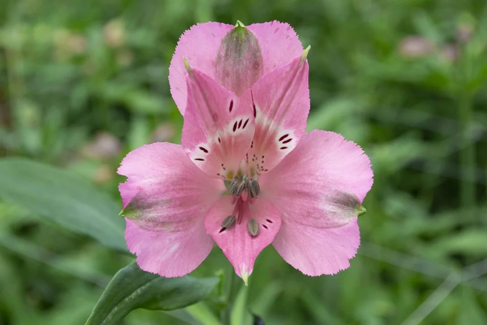 Alstroemeria — Perfection® Flowers