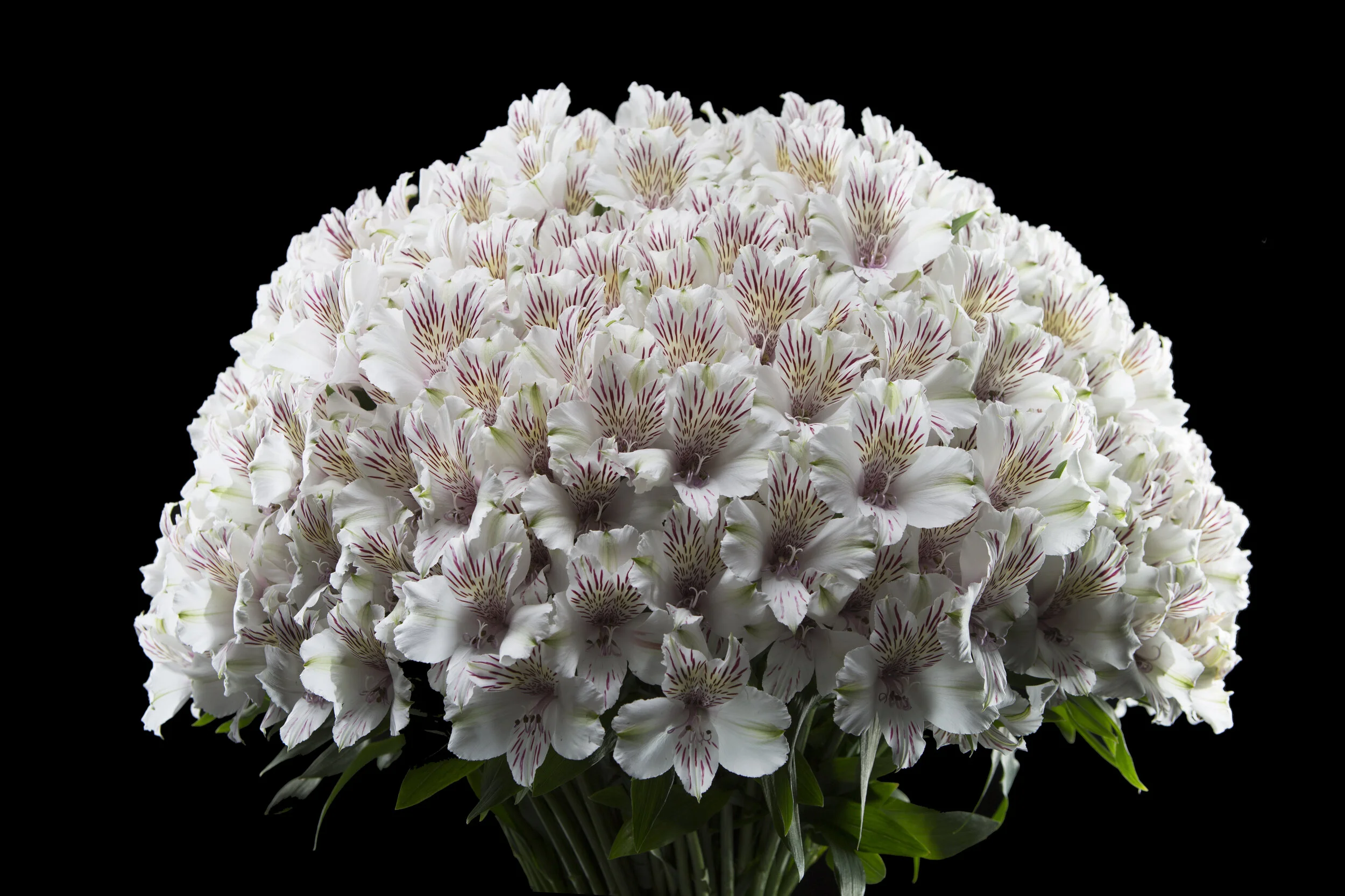 Alstromeria.jpg
