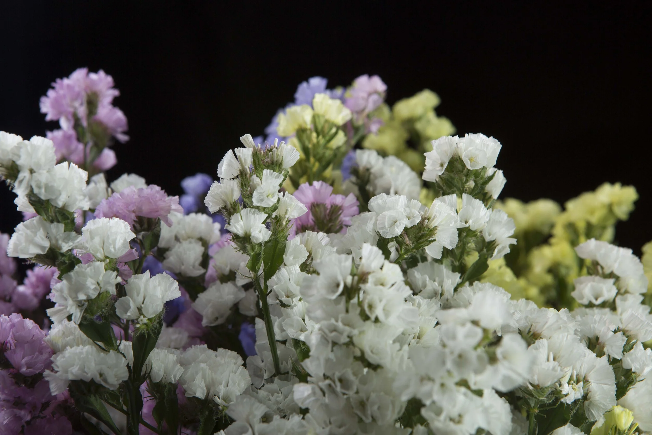 Statice Perfection — Perfection® Flowers