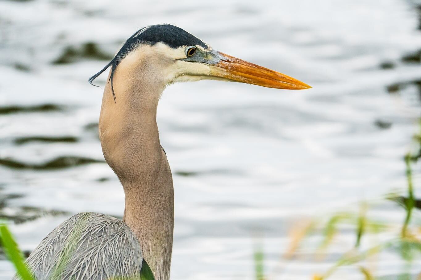 (Post 1 of 2) We went to Circle B Bar Reserve last weekend to look for gators at Alligator Alley but it was too cold for the gators so we took photos of birds instead!