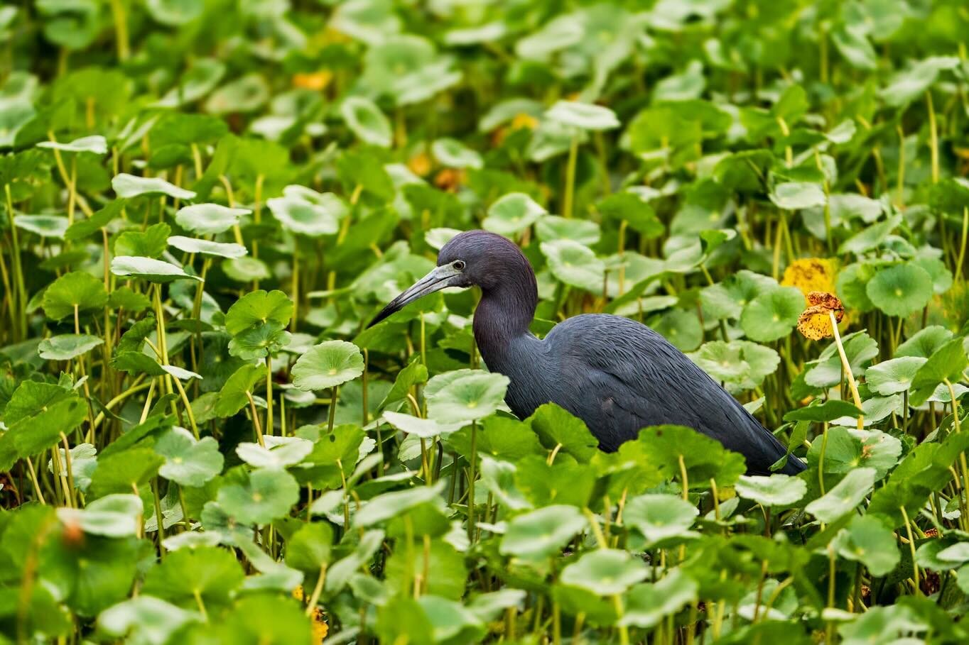 (Post 2 of 2) We went to Circle B Bar Reserve last weekend to look for gators at Alligator Alley but it was too cold for the gators so we took photos of birds instead!