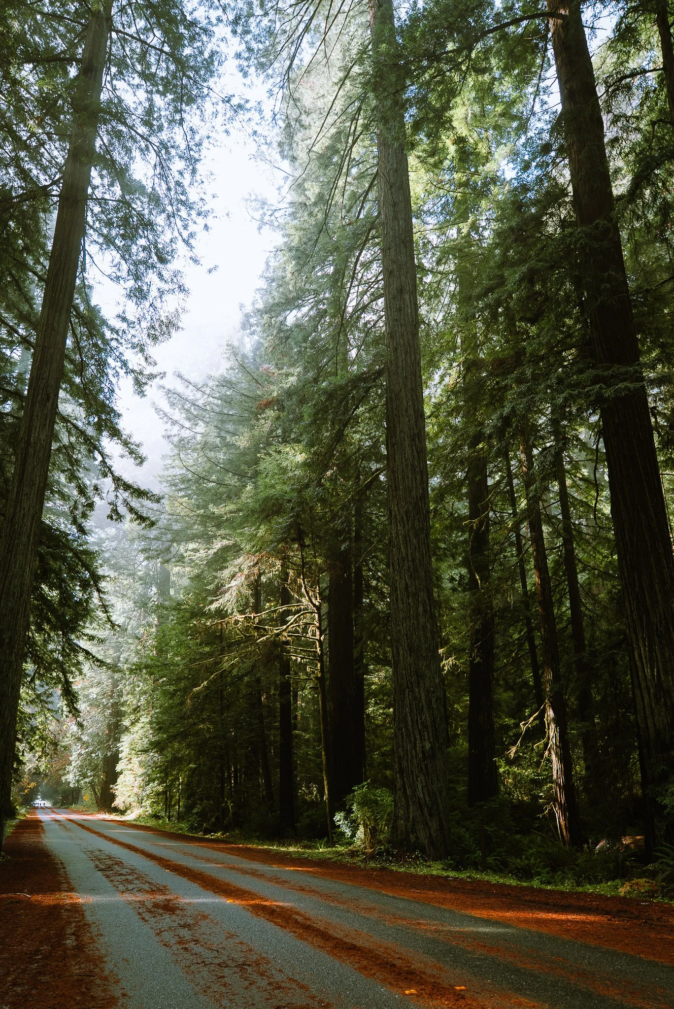 Exploring Redwood National Park (again)