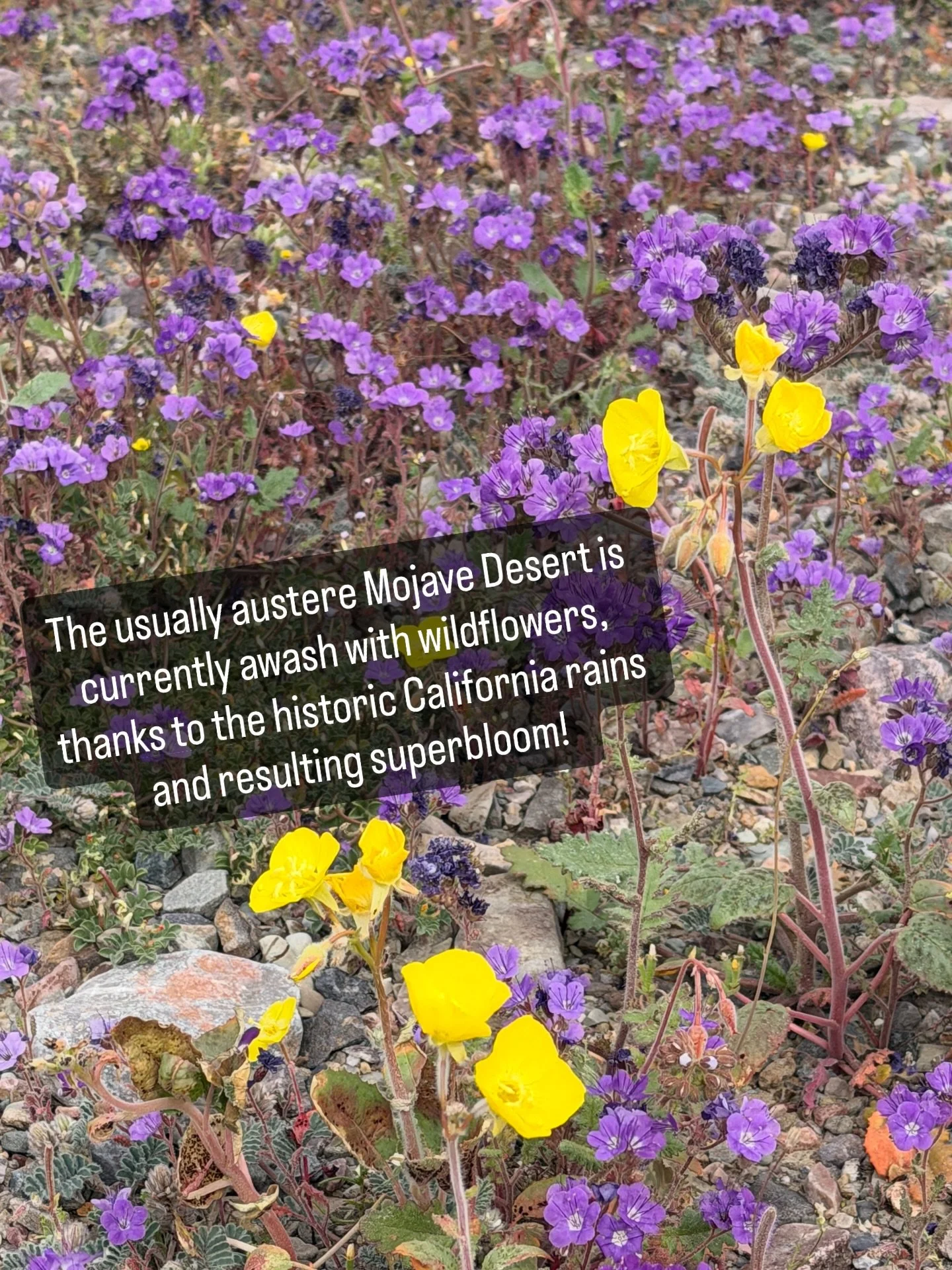 The superbloom has already begun!