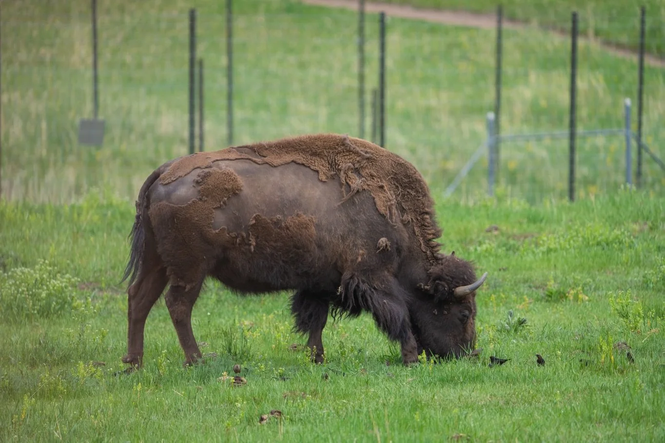 The campground we&rsquo;re staying at just outside of Denver is run by the state and has its own bison herd! So yesterday we took a wee wander over to check them out. Hoping to see some wild ones in a few weeks up at Grand Tetons and Yellowstone.