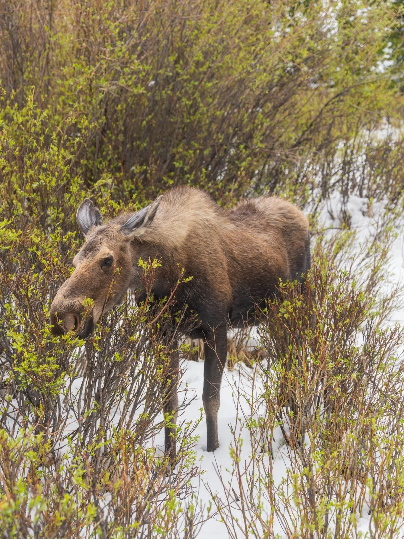 Our first day at Rocky Mountain was mostly a wash out in terms of weather as it was very cloudy and foggy but we did stumble upon our first ever moose and saw a lot of deer and elk, as well as a few ground squirrels!
