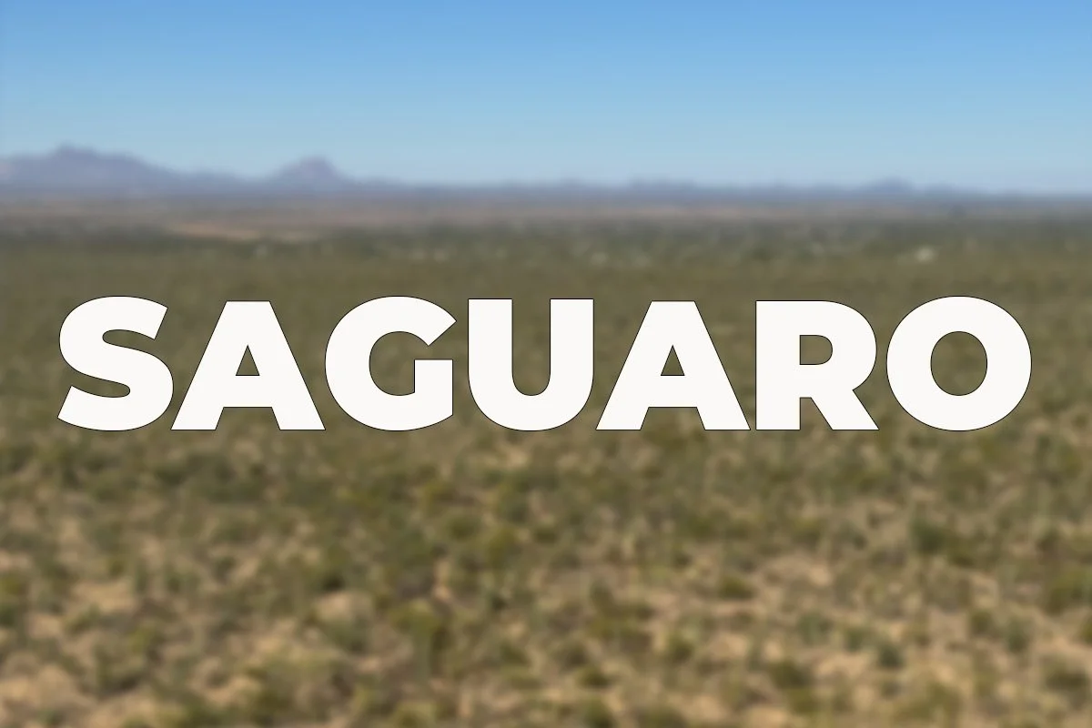 saguaro.jpg