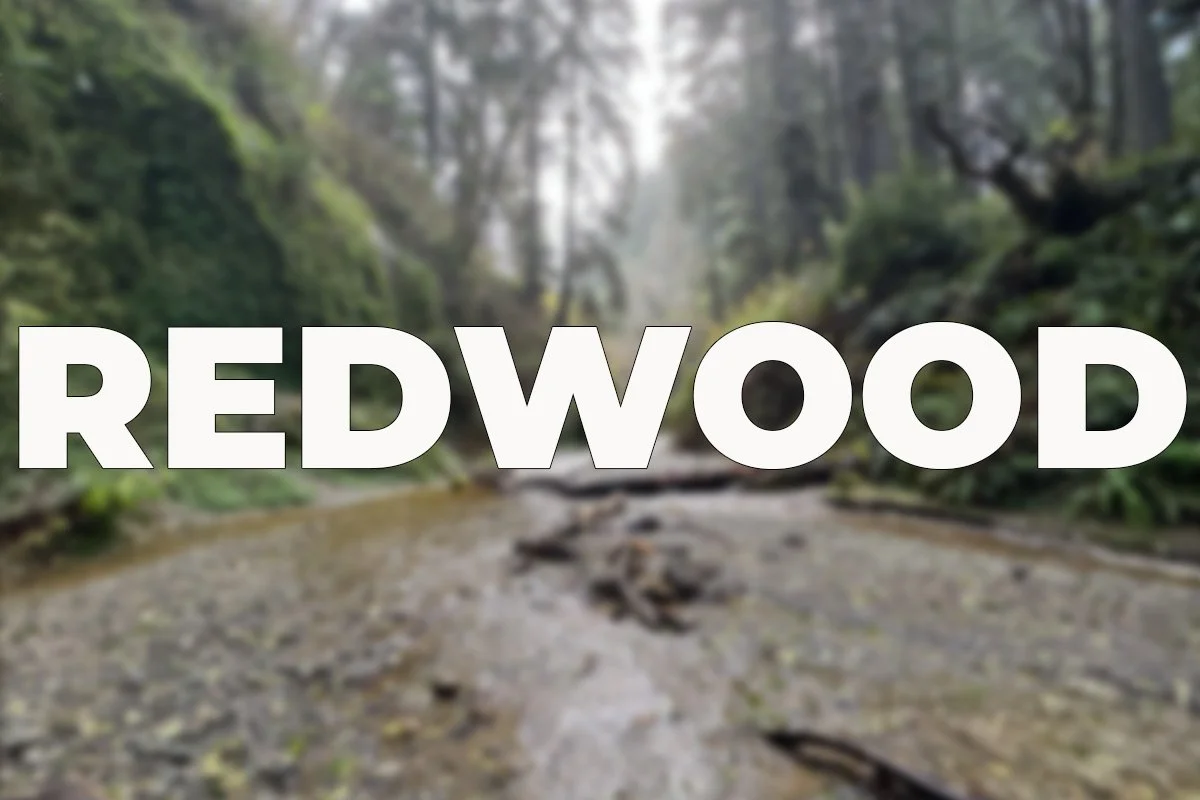 redwood.jpg