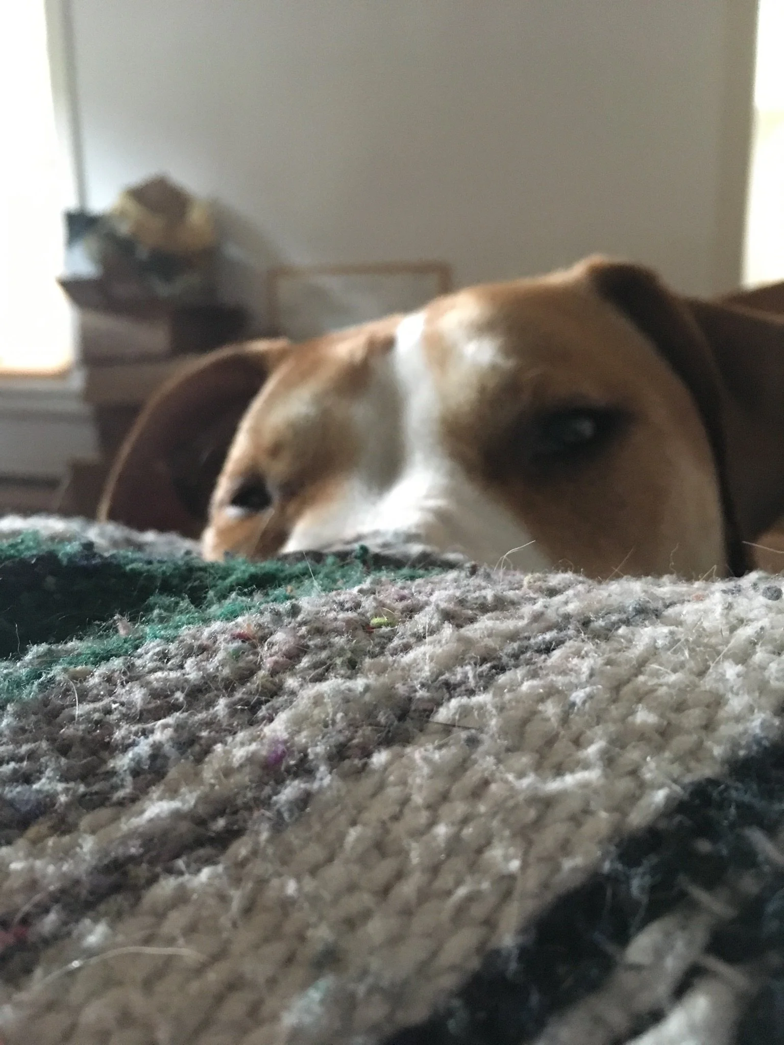 Christmas Eve with Lola