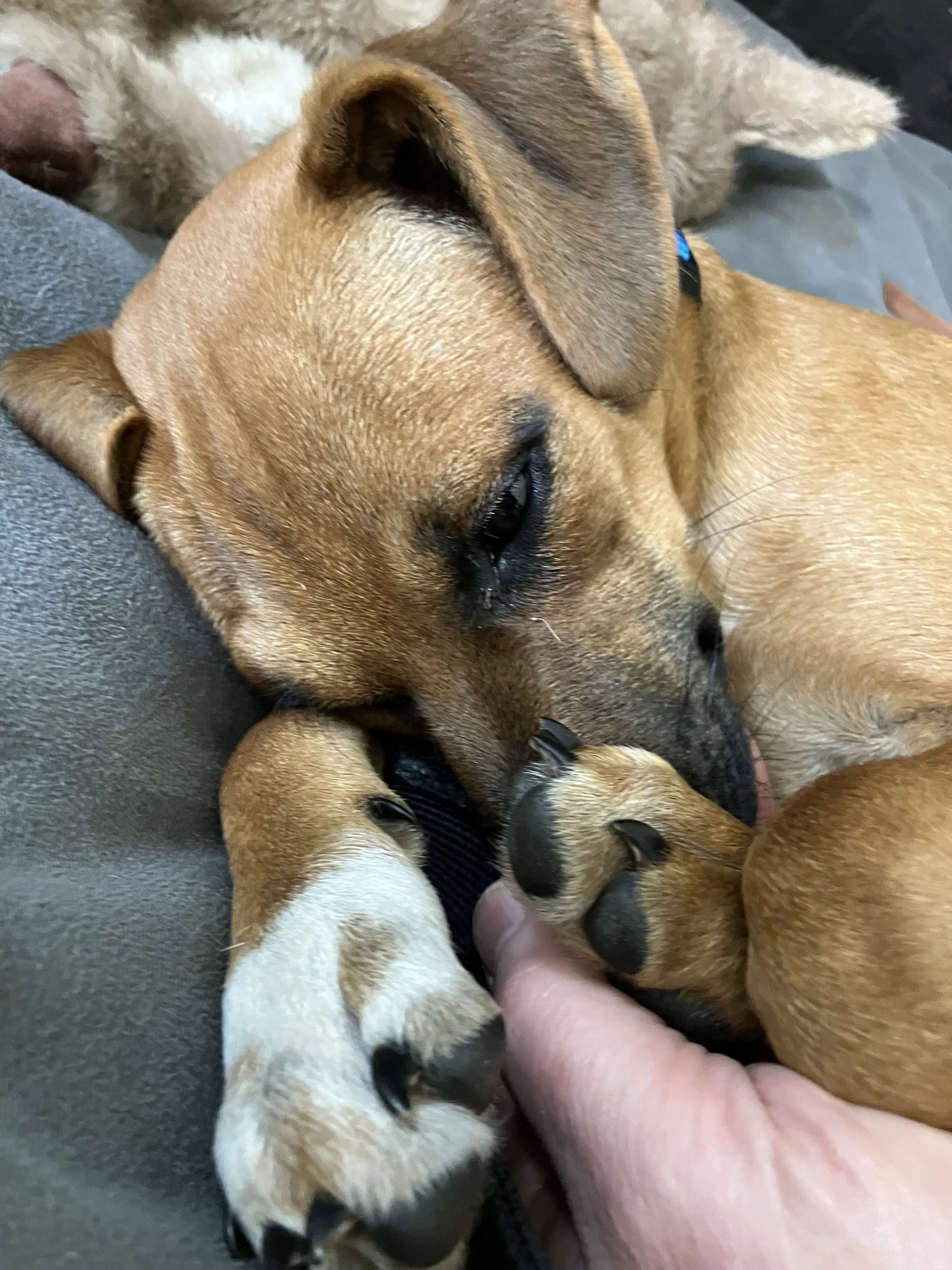 Puppies and Commandments