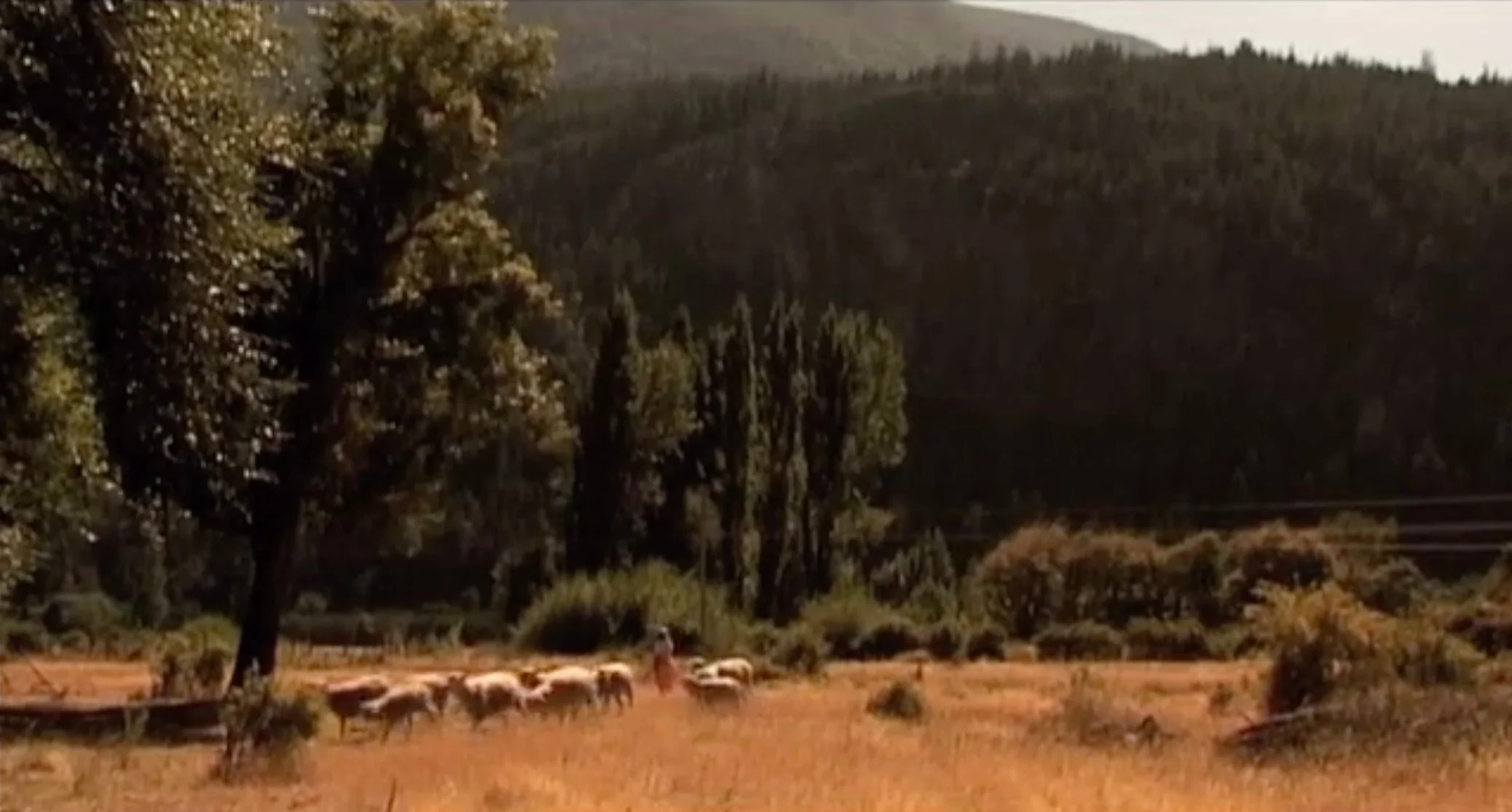 Proivido tocar los tomates