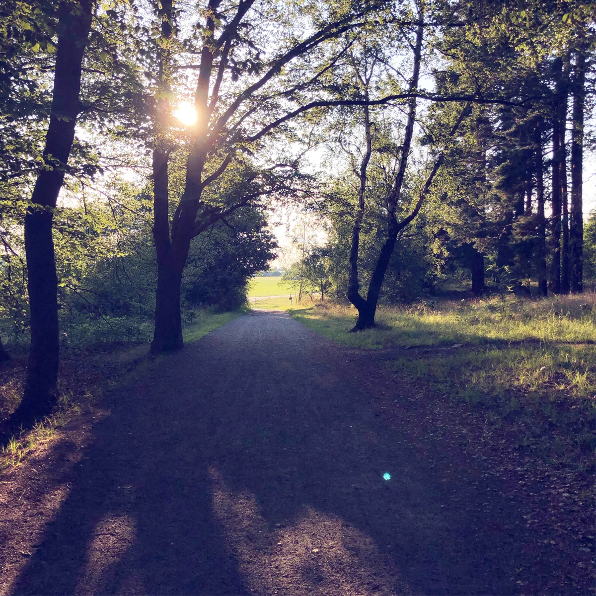 walk5.jpg