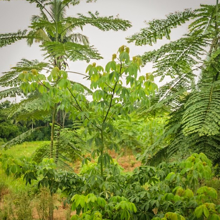 Diversidade de espécies arbóreas no sistema de produção