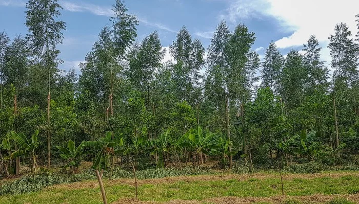 Agrofloresta com banana, acácia, manga, jabuticaba e eucalipto