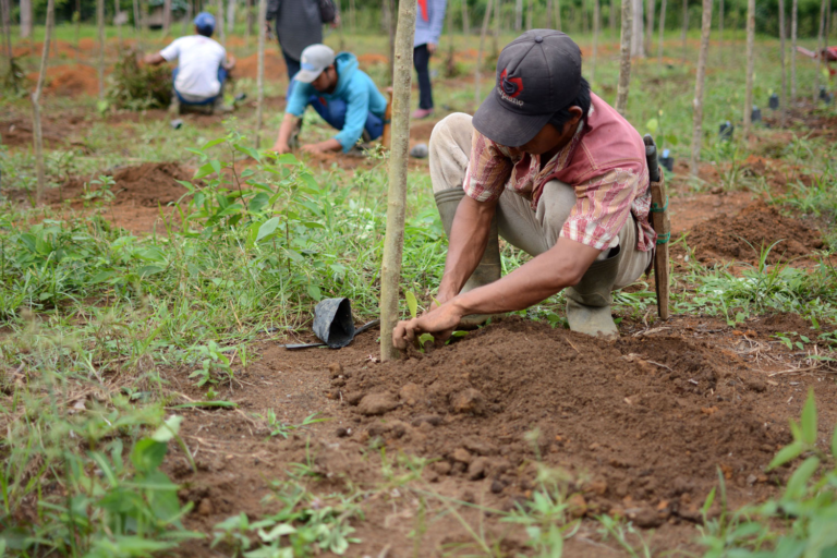 PRETATERRA; our Experts of the Bangka White pepper system