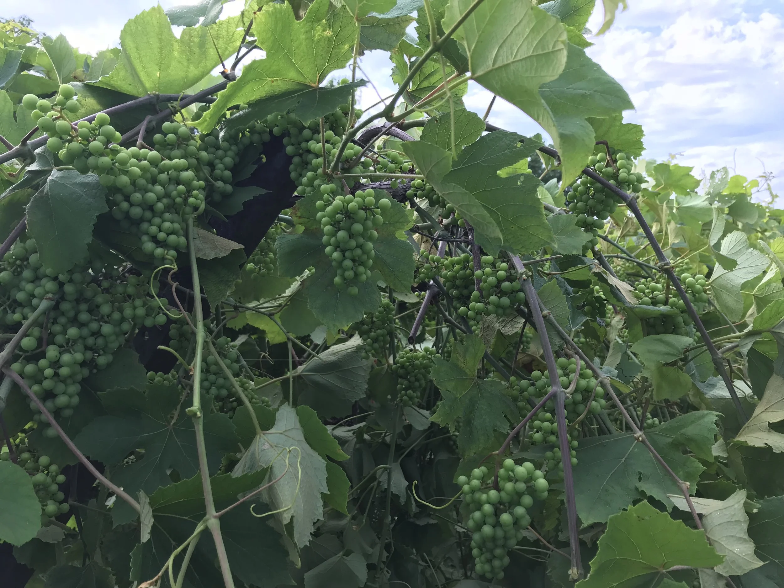 Managing New Growth in the Vineyard