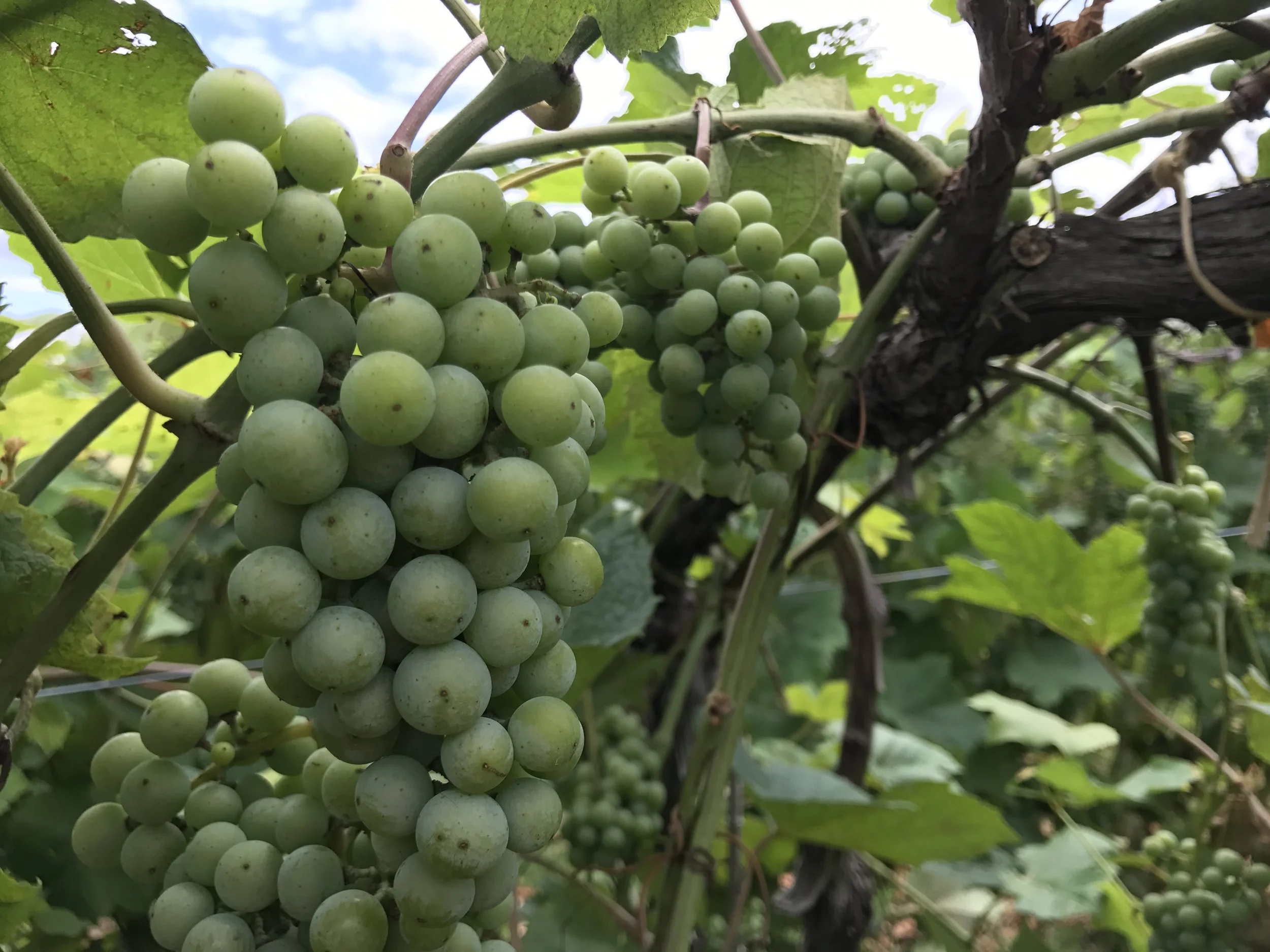 Vine Balance in the Vineyard
