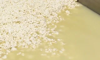 Making Cheese