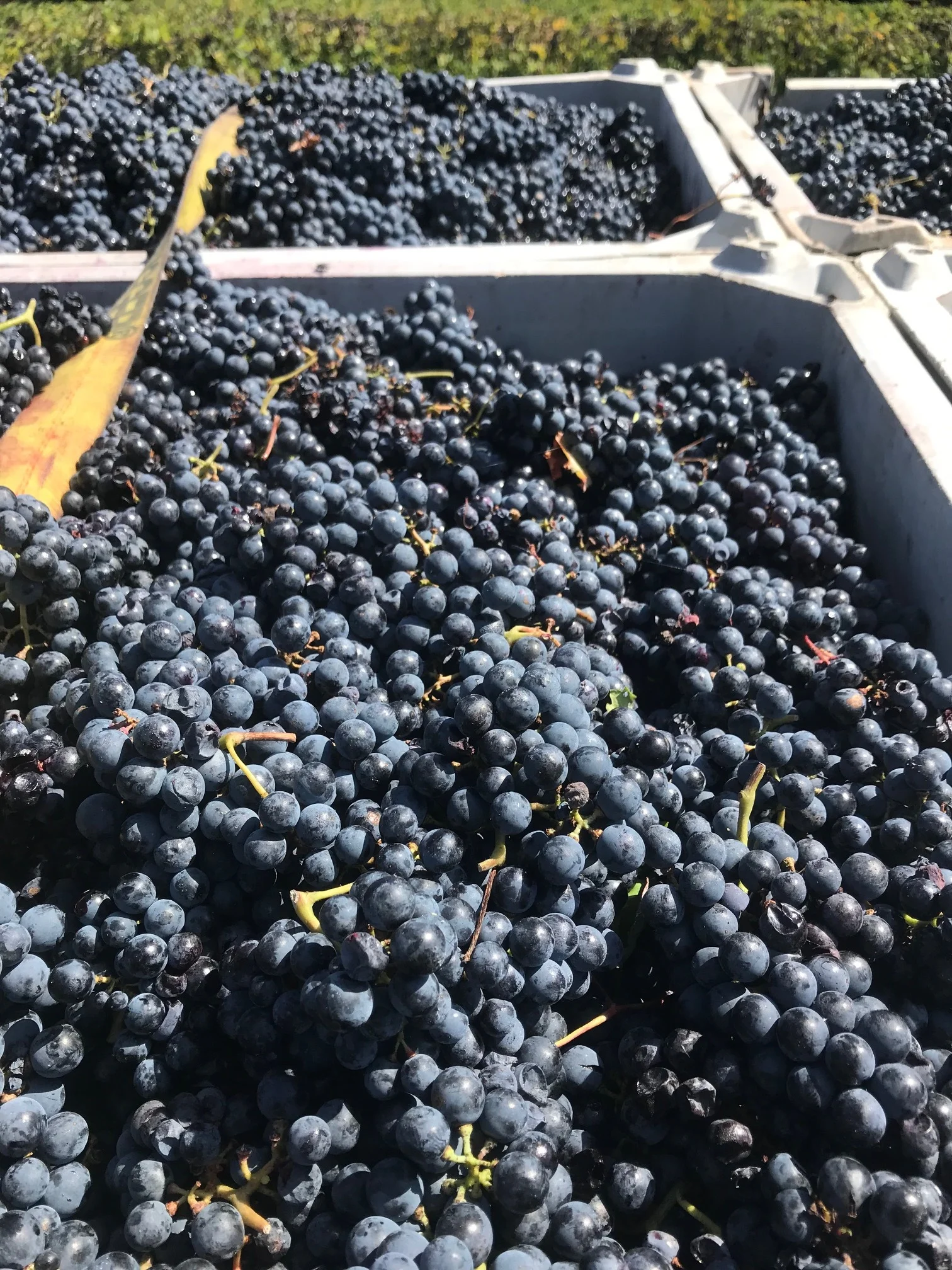 Harvest Ahead of Schedule