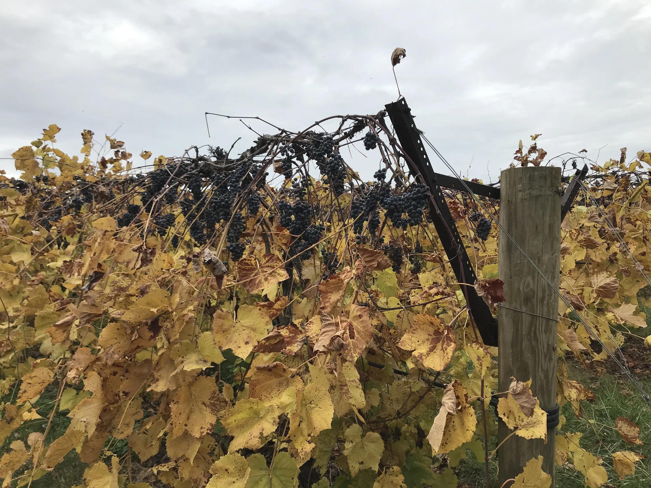 Harvest Coming to a Close