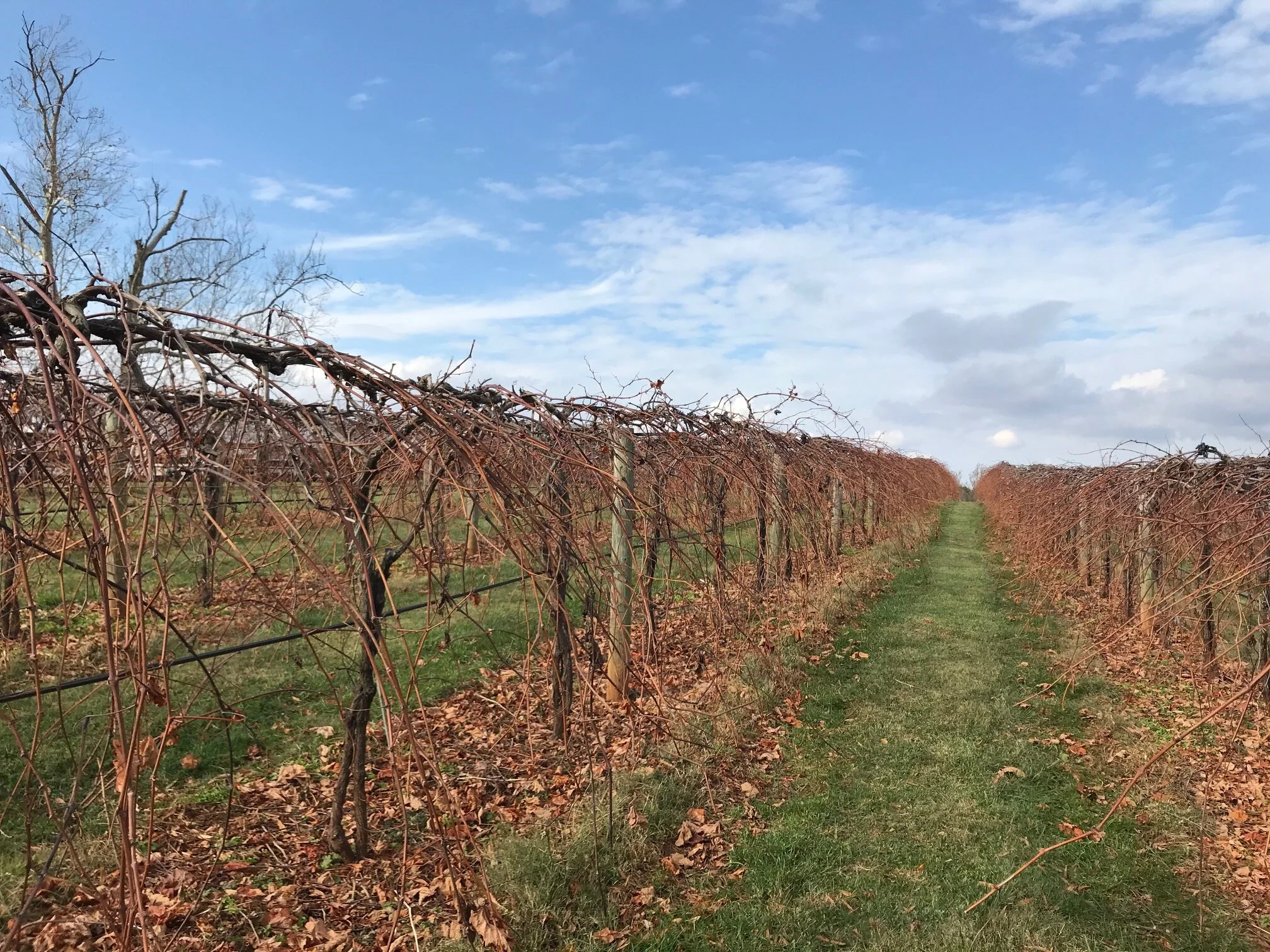 Maintaining a Proper "Vine Balance"