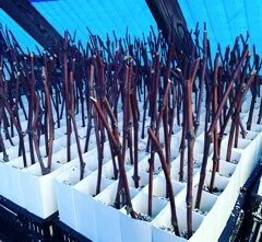 Springtime Pruning at the Vineyard