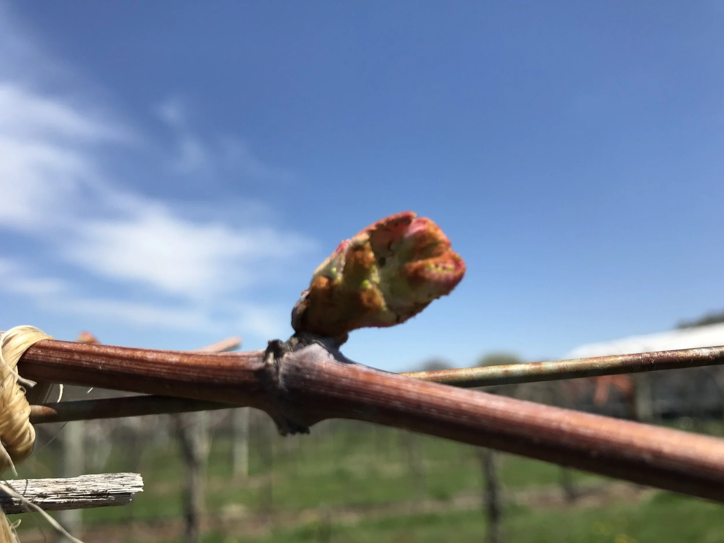 Summer Vines at Chrysalis Vineyards