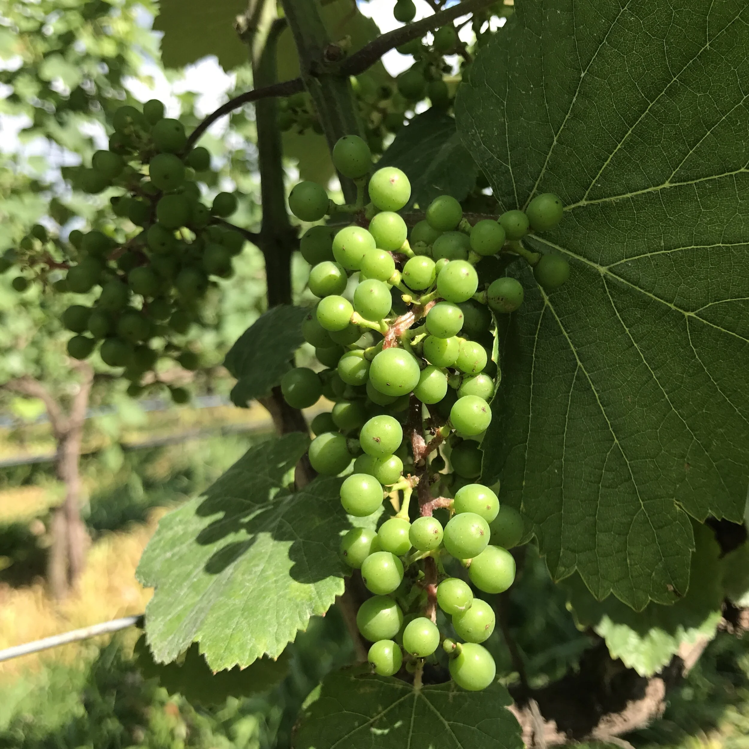 Summer Vineyard Report