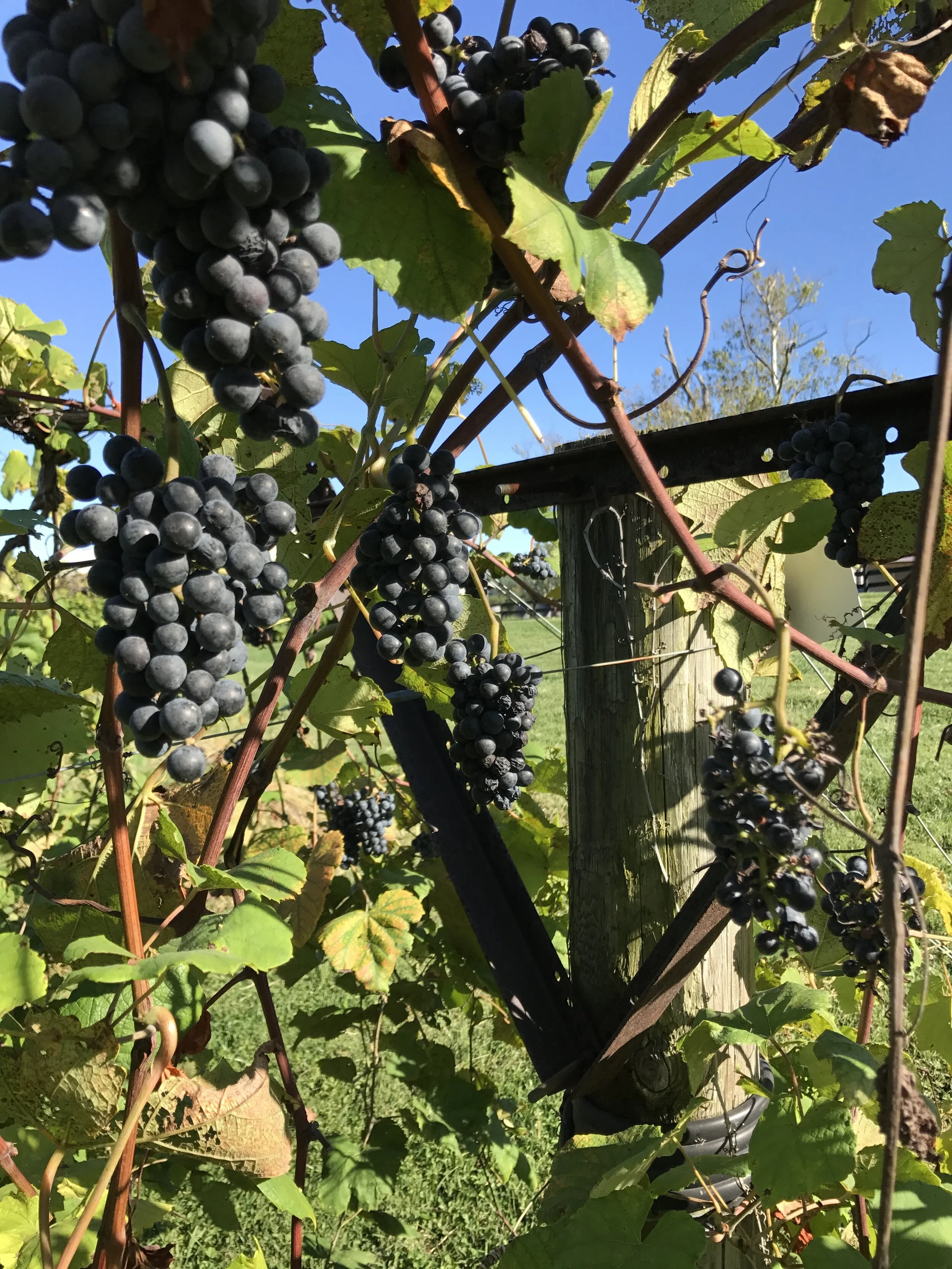 It's Harvest Time!