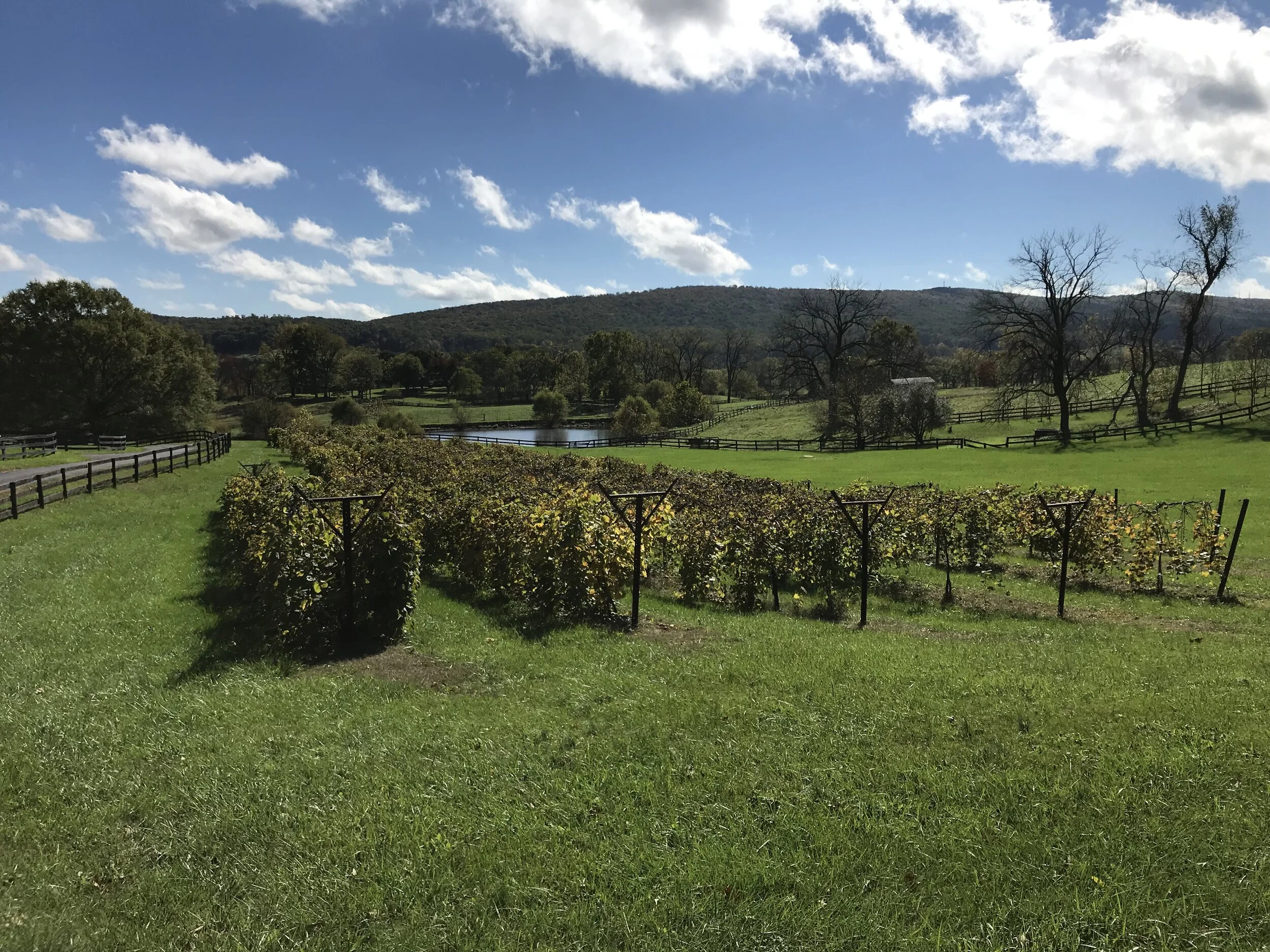 Guarding the Grapes: Harvest Edition
