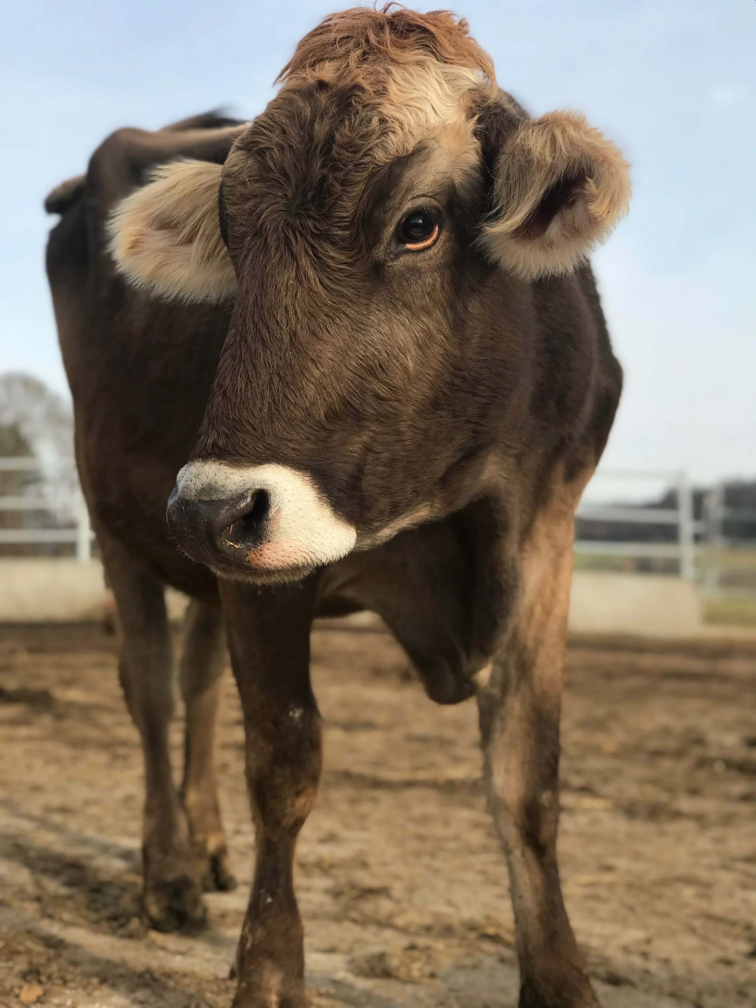 Happy Cows Make Happy Cheese