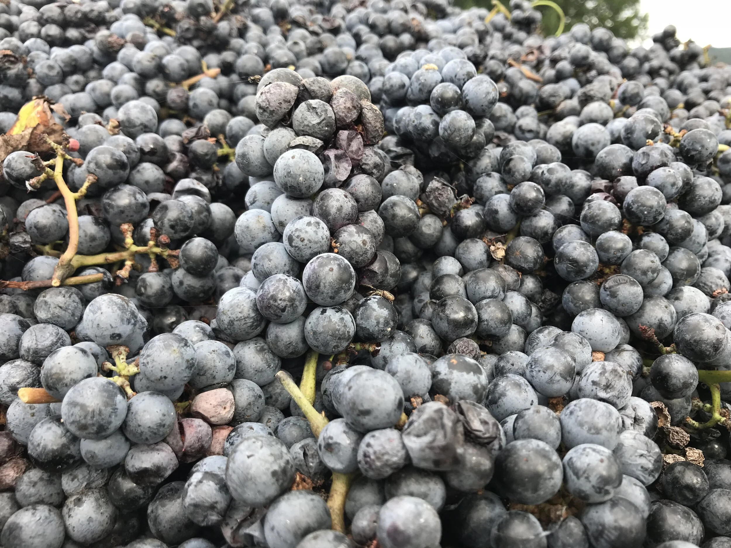 Turning Grapes into Wine