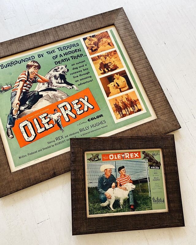 after finding out that the dog actor in &lsquo;Ole Rex&rsquo; was their family&rsquo;s old dog, our customer + her family finally got ahold of these great vintage posters after years of searching. love the stories behind the pieces we get to frame :)