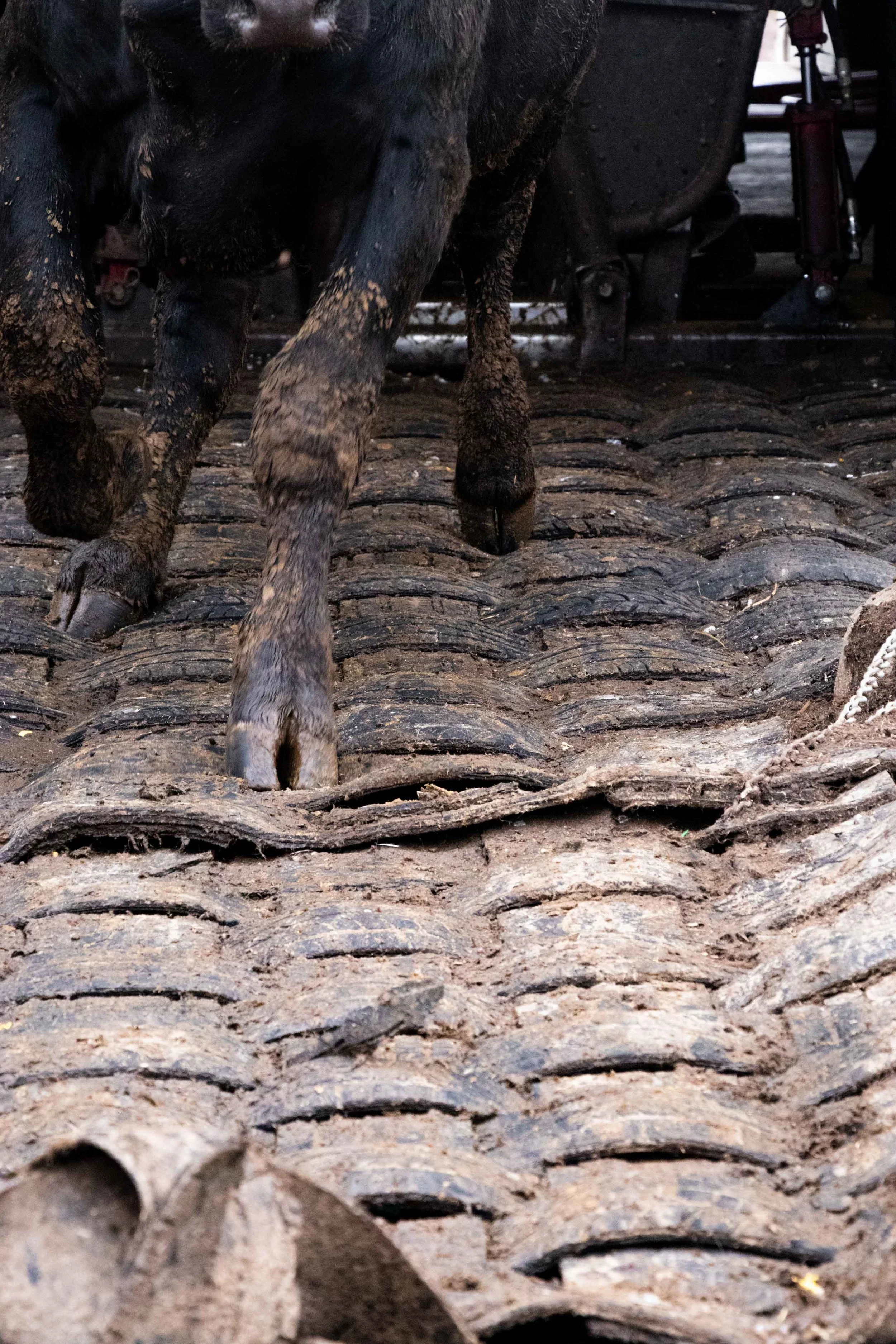 Double D Cattle Mat: chute with cow