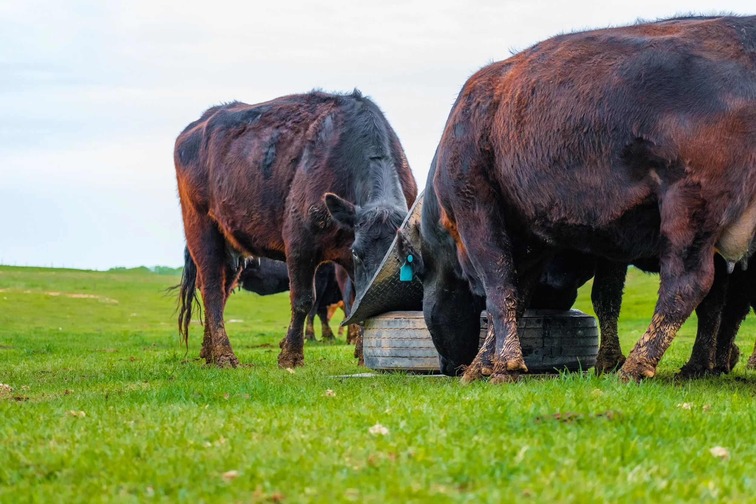 Covered Mineral Feeder: Let's Eat