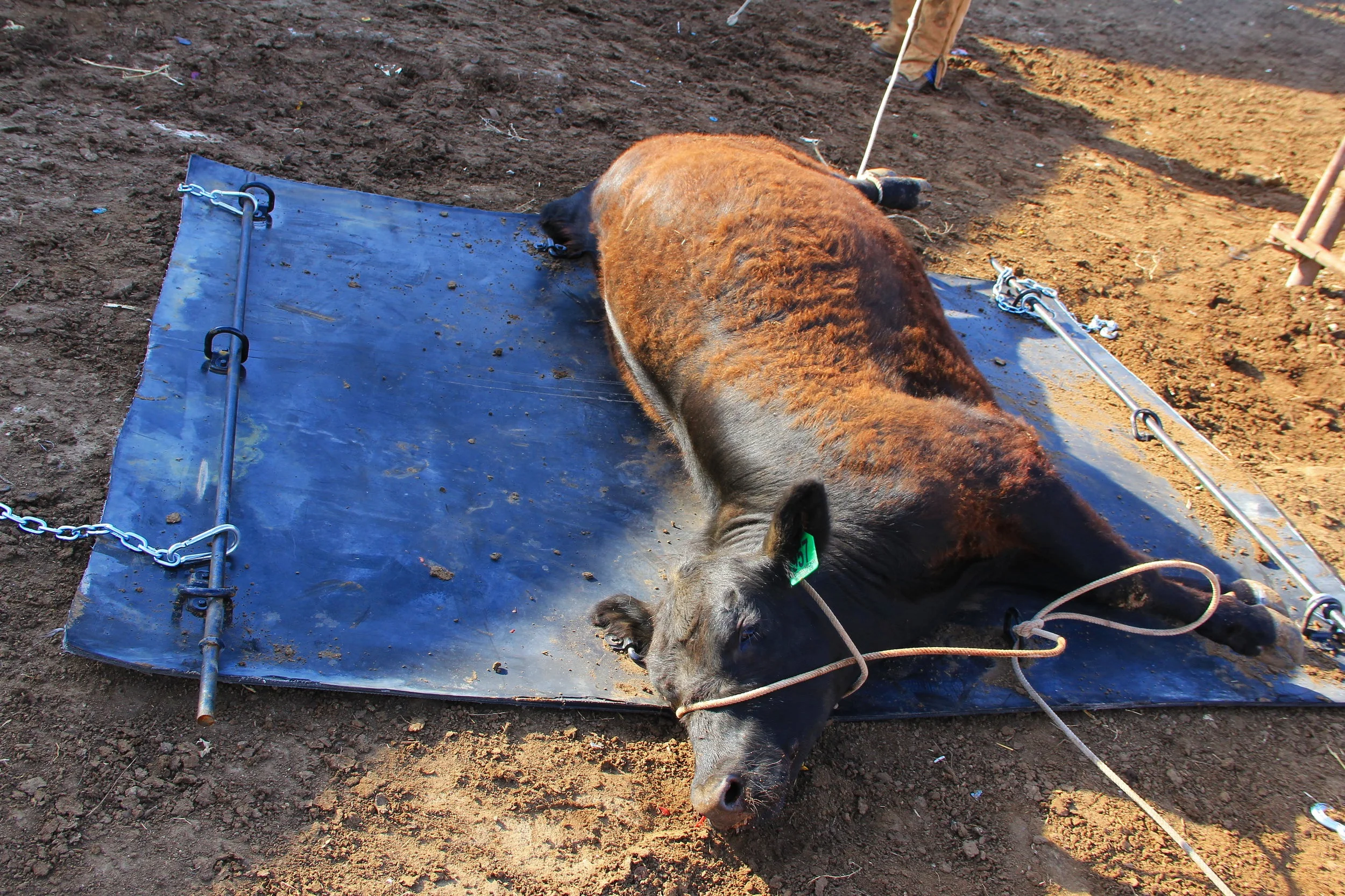 Double D Sled 'n Sling: Down Cow