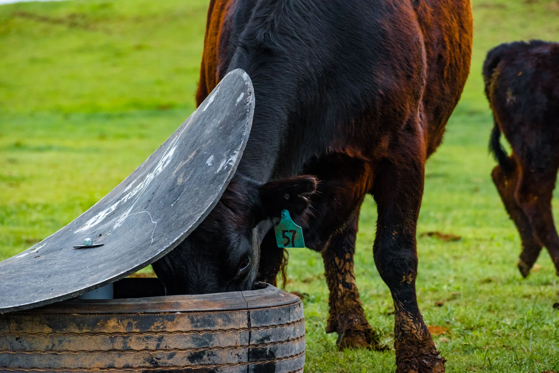 2019_Double_D_covered_mineral_feeder_08.jpg