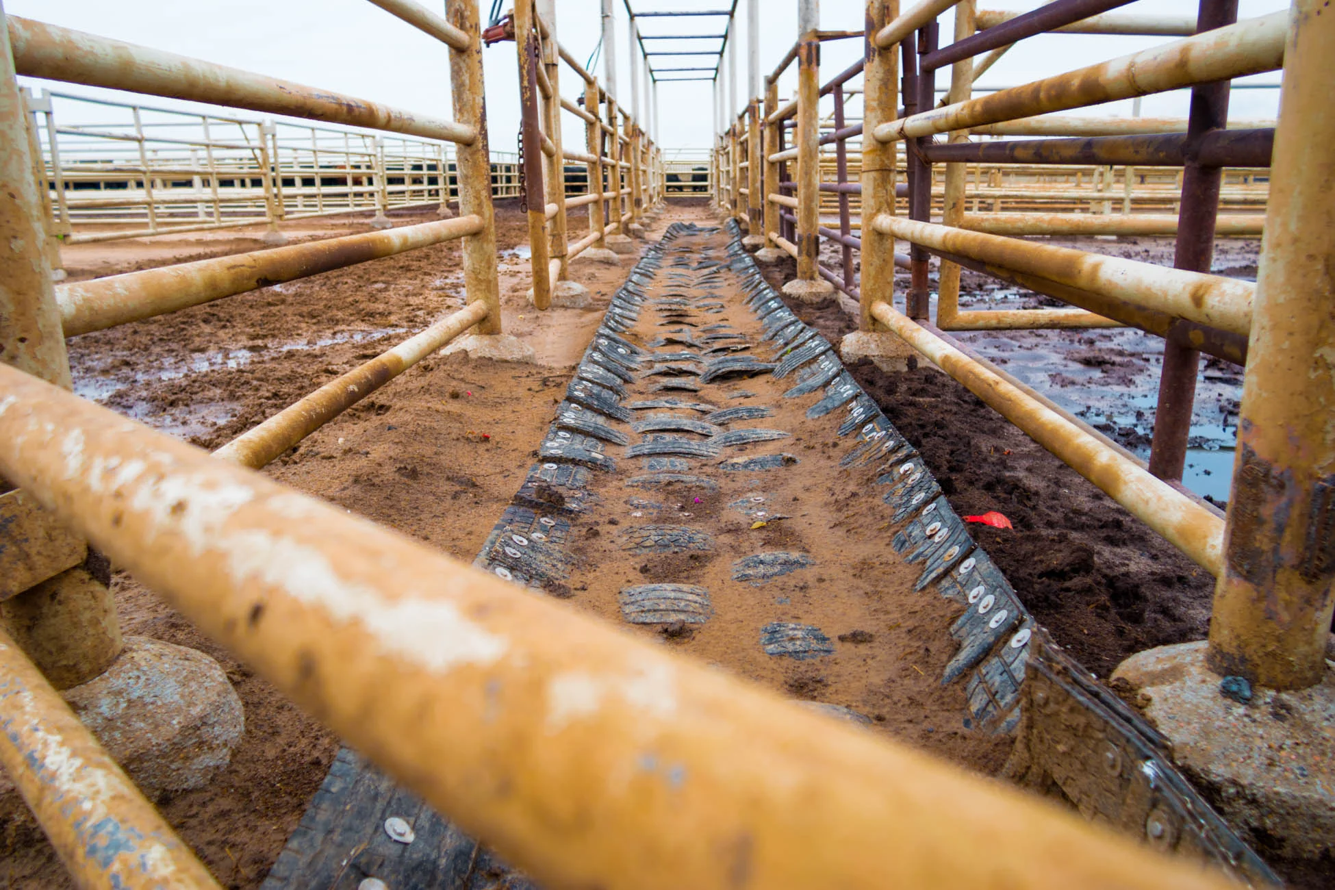 Double D Cattle Mat: Chute