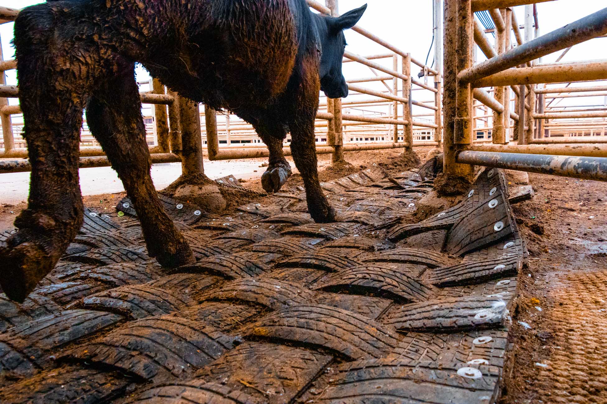 Double D Cattle Mat: Cow Walking