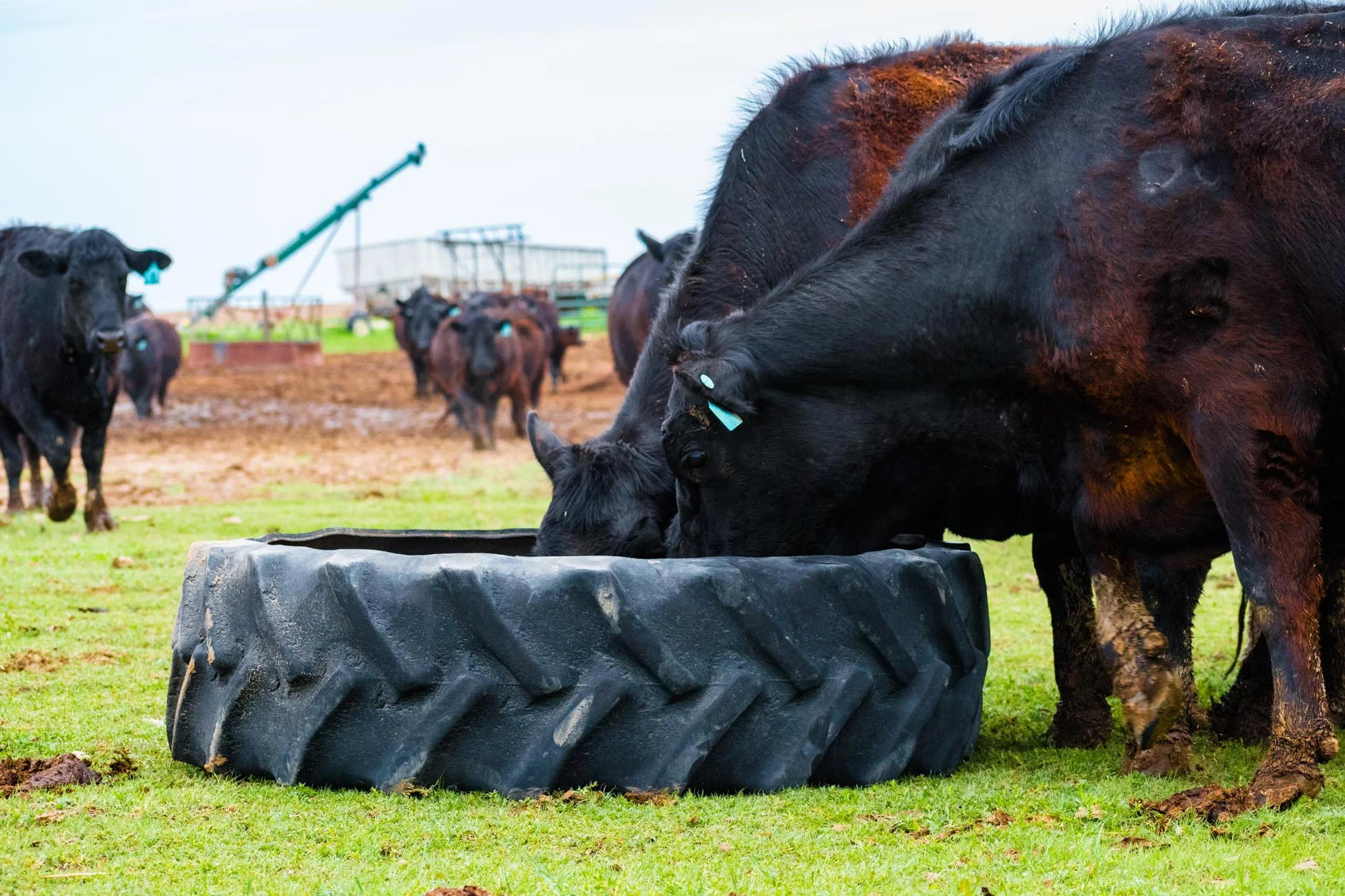 2019_Double_D_mats_Cows_natural_10.jpg