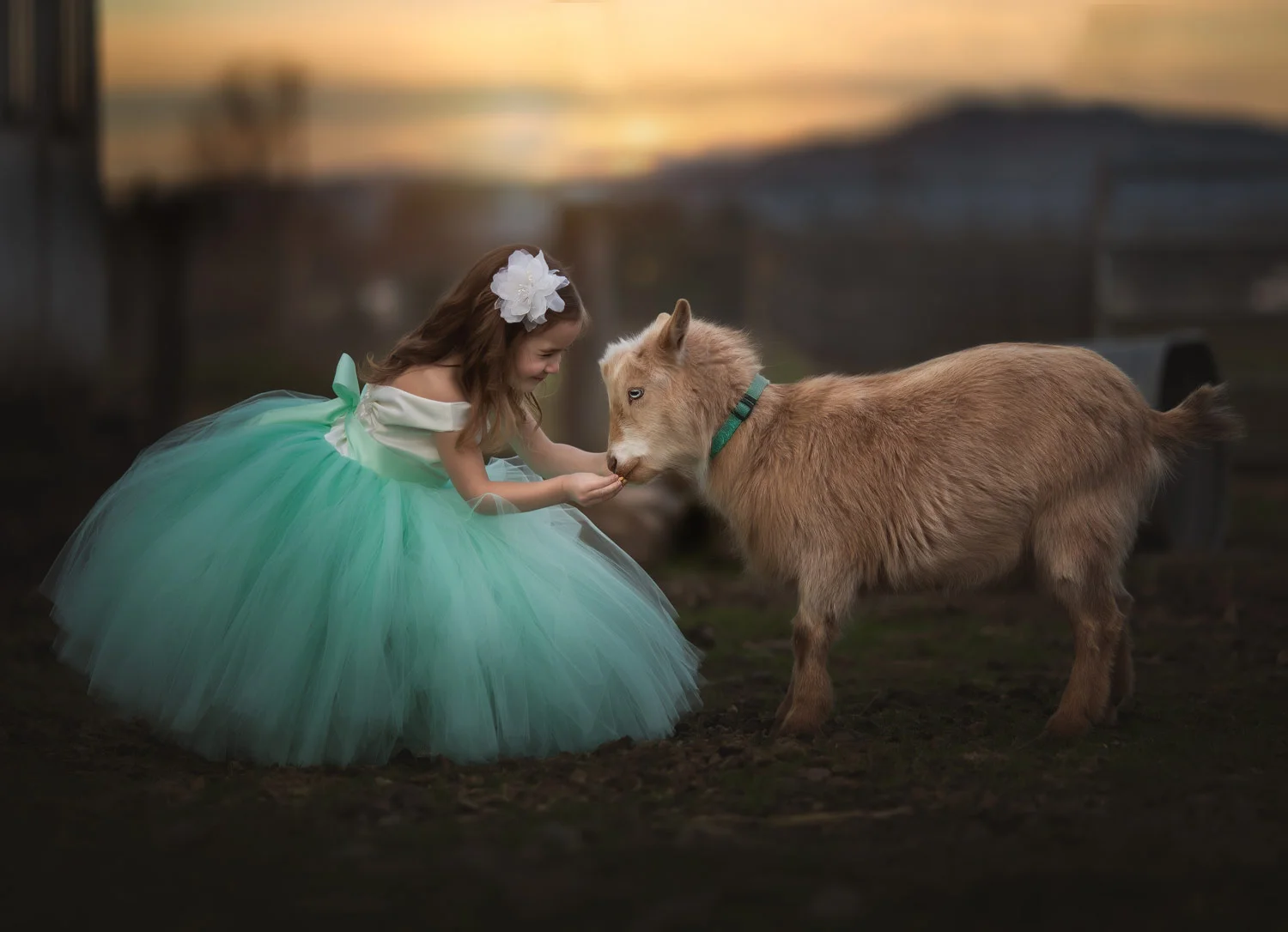Young-Girl-Dress-Feeding-Goat.jpg