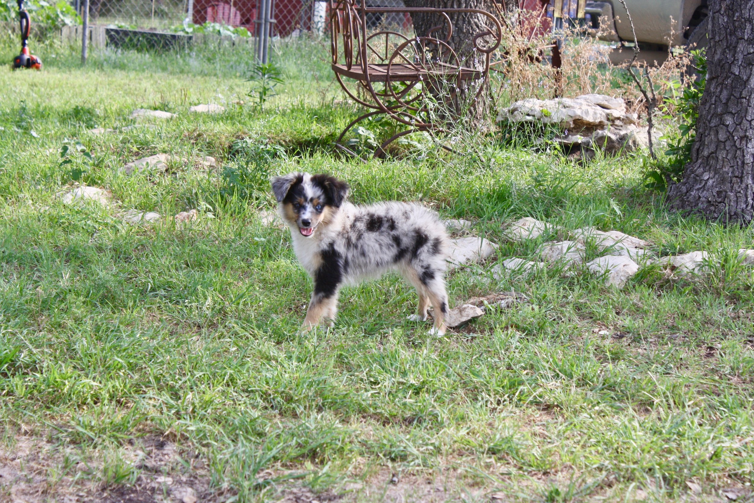 IMG_3931.jpeg