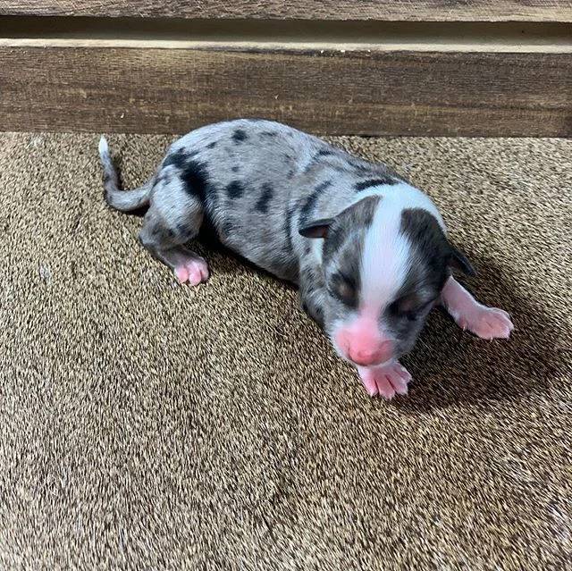 Look at these beauties from Carli and Rider!