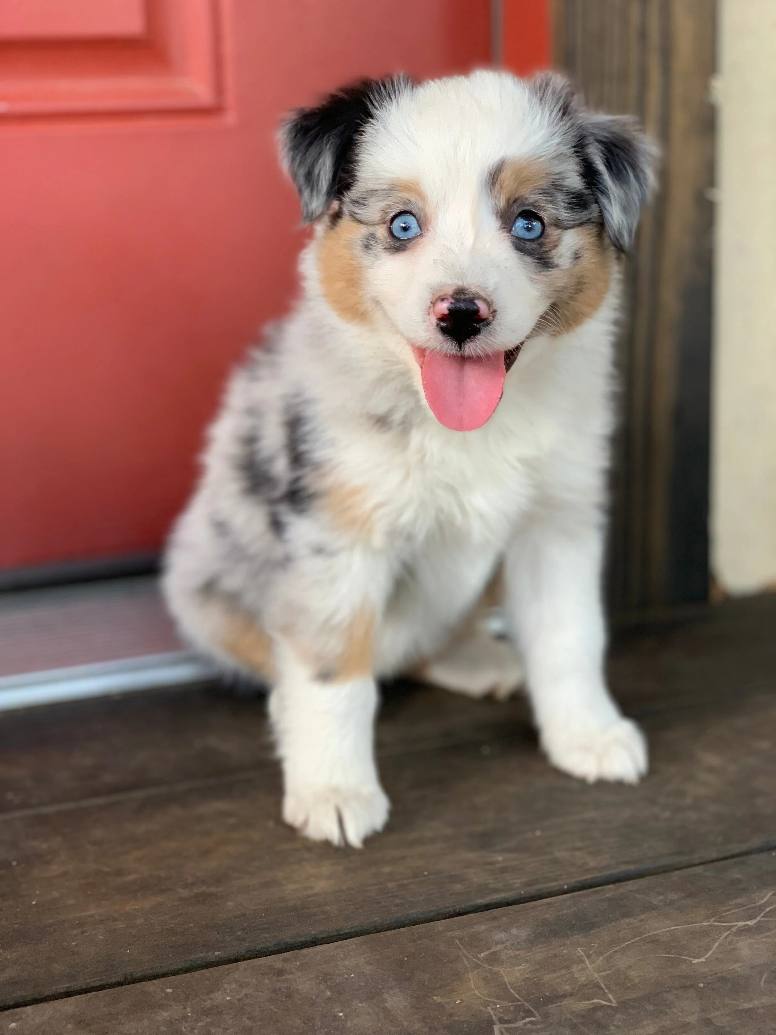 Blue Merle Female - $1800
