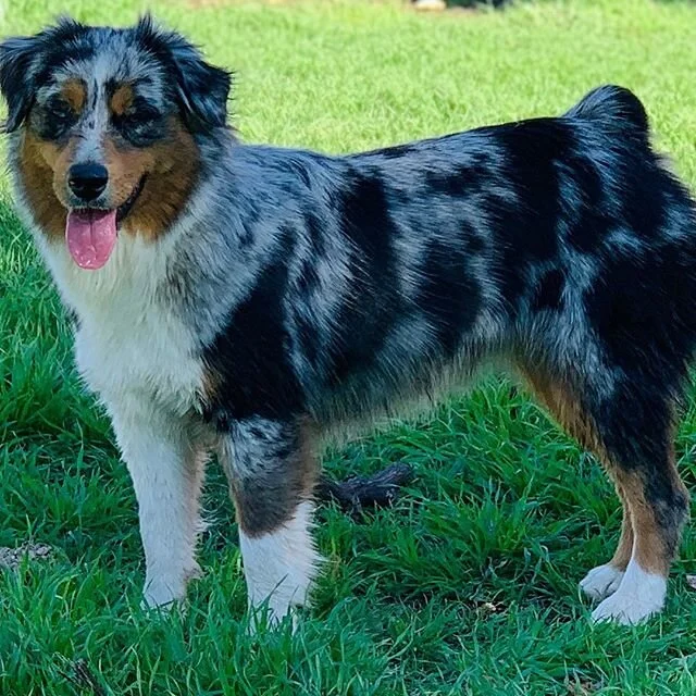 Raising Stars Moon Lit River aka River