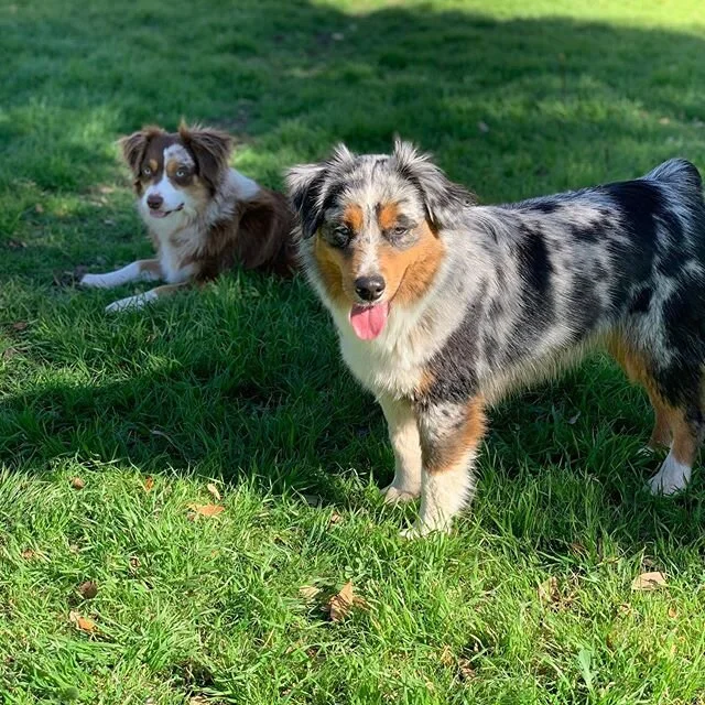 Gidget and River ❤️