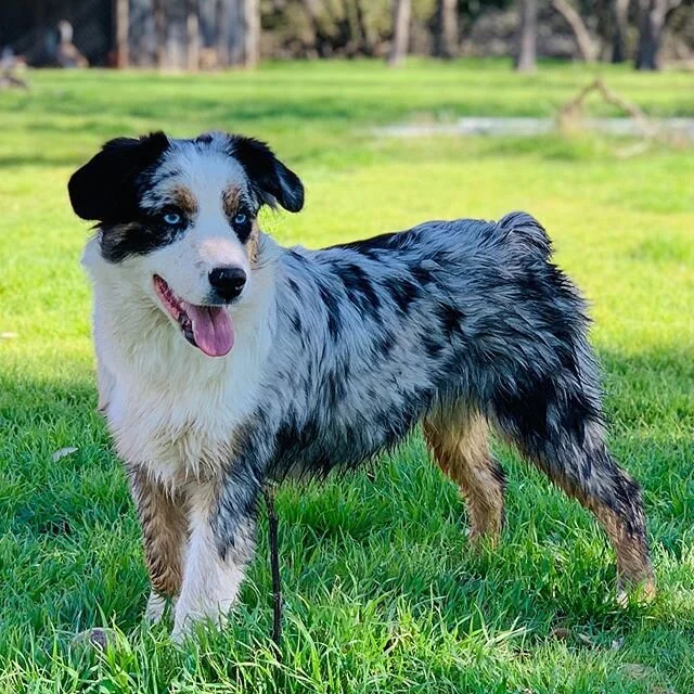 Triple S Partner in Crime aka Windy