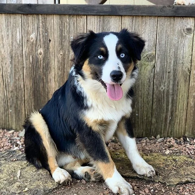 Sassy Lil&rsquo;s Latin Charmer aka Rico