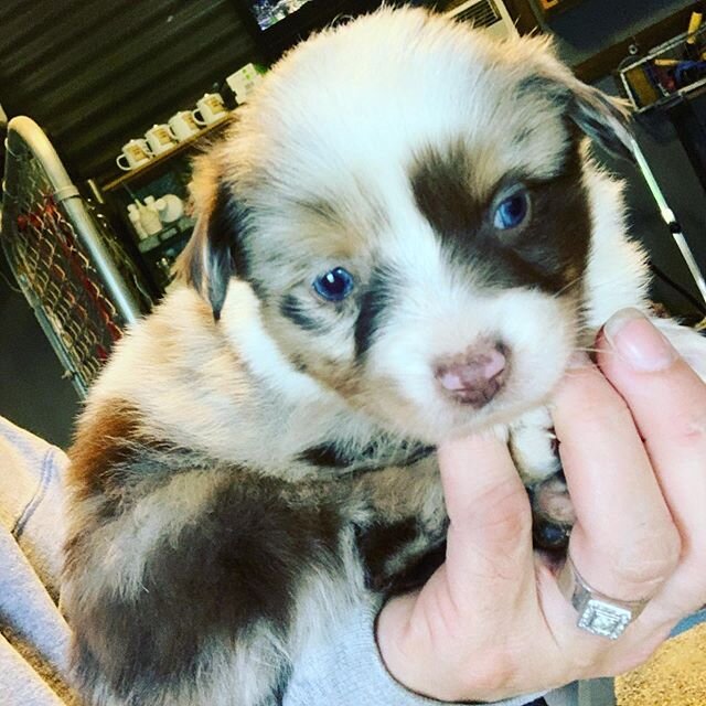 Lil man at 2lbs at 5 weeks old