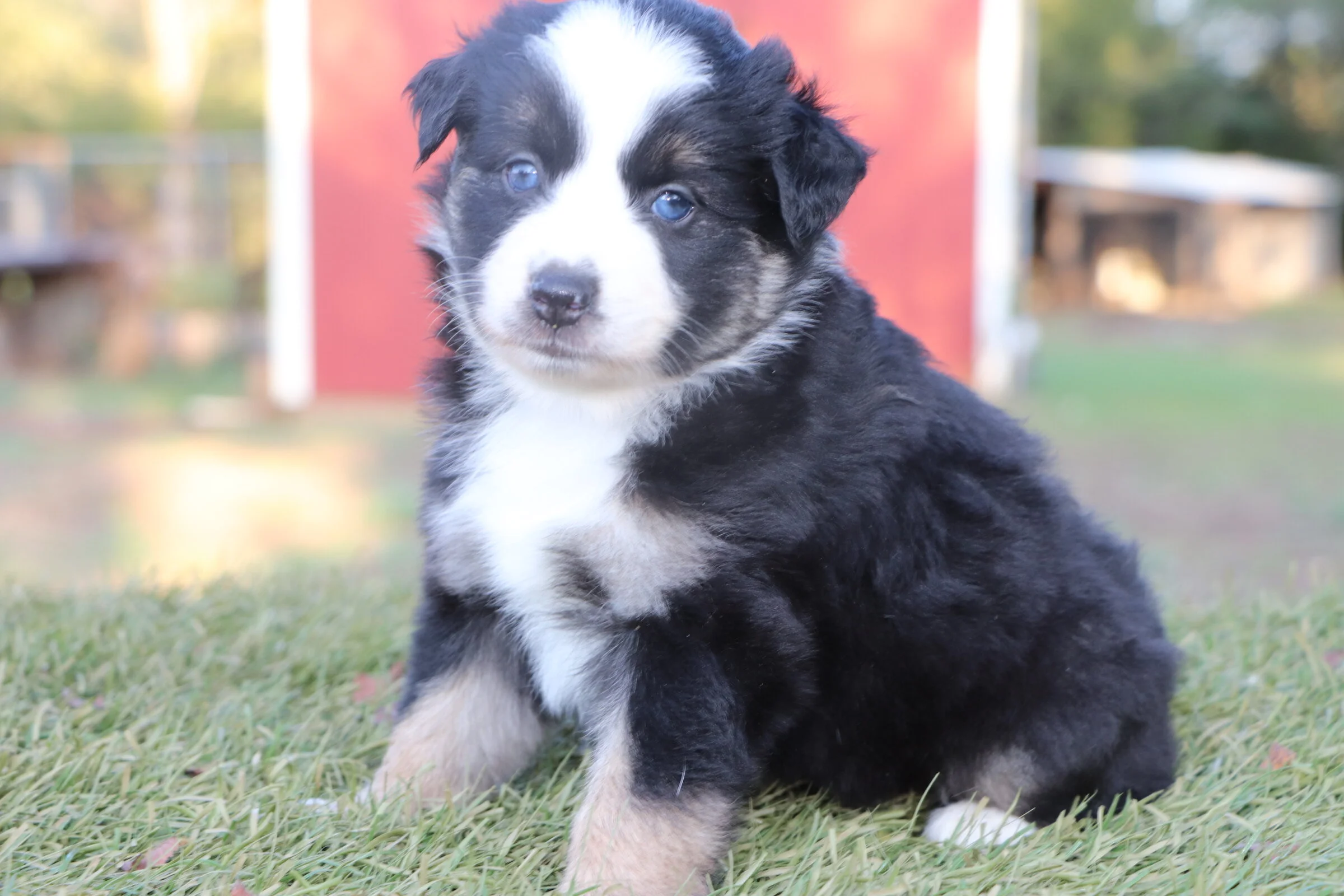 Maude